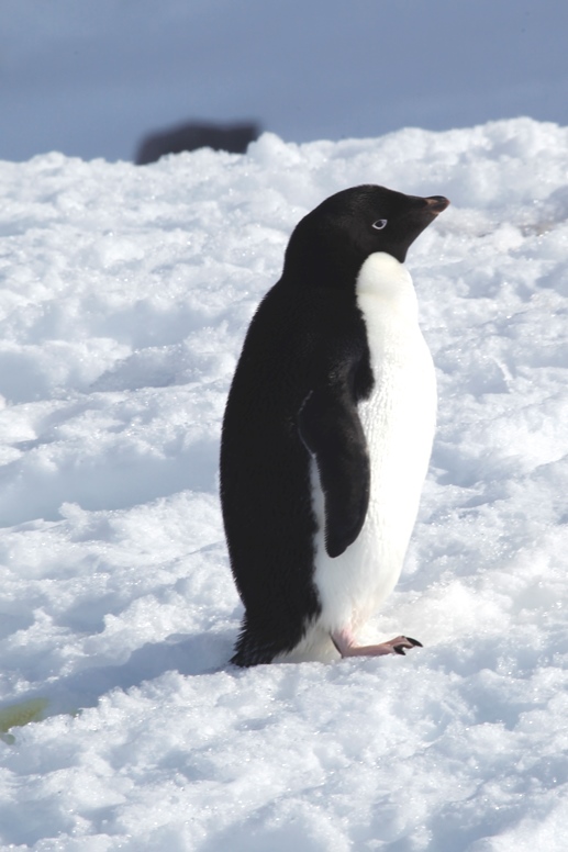 penguin